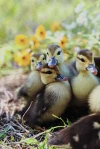 ducks